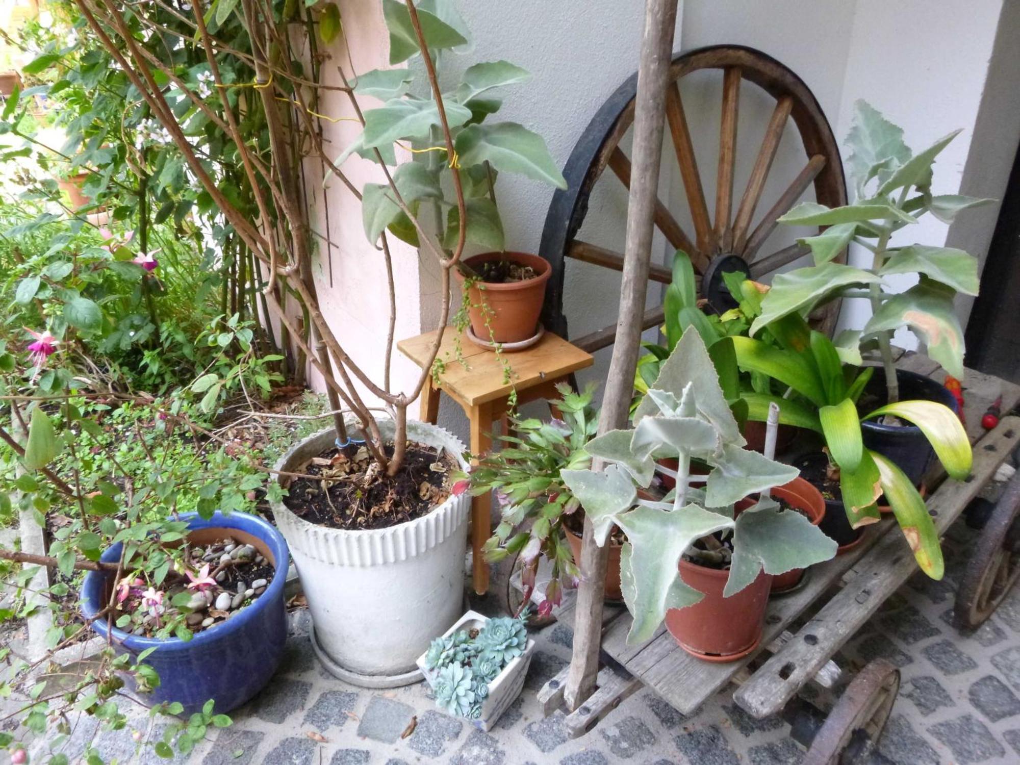 Apartment Manuela